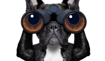 dog looking through binoculars